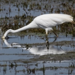 Ardea alba (Great Egret) at Breamlea, VIC - 29 Nov 2018 by Petesteamer