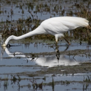 Ardea alba at Breamlea, VIC - 30 Nov 2018 10:59 AM