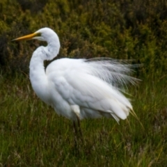 Ardea alba at Breamlea, VIC - 30 Nov 2018 10:59 AM