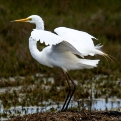 Ardea alba at Breamlea, VIC - 30 Nov 2018