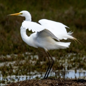 Ardea alba at Breamlea, VIC - 30 Nov 2018 10:59 AM