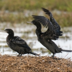 Phalacrocorax sulcirostris at Breamlea, VIC - 29 Nov 2018 07:26 AM