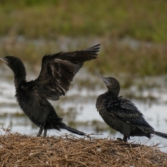 Phalacrocorax sulcirostris at Breamlea, VIC - 29 Nov 2018