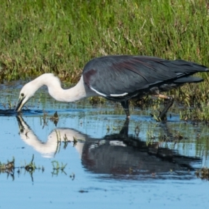 Ardea pacifica at Breamlea, VIC - 1 Dec 2018 09:14 AM