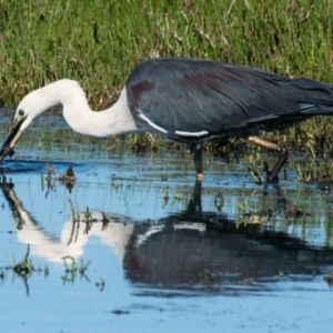 Ardea pacifica at Breamlea, VIC - 1 Dec 2018 09:14 AM