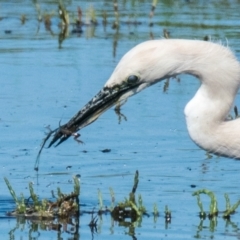 Ardea pacifica at Breamlea, VIC - 1 Dec 2018 09:14 AM