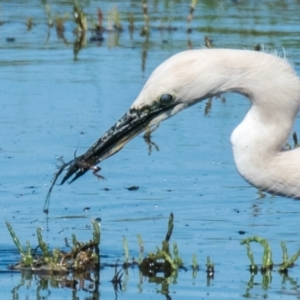 Ardea pacifica at Breamlea, VIC - 1 Dec 2018 09:14 AM