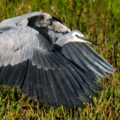 Egretta novaehollandiae (White-faced Heron) at Breamlea, VIC - 1 Dec 2018 by Petesteamer