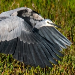 Egretta novaehollandiae at Breamlea, VIC - 2 Dec 2018