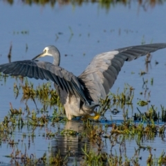 Egretta novaehollandiae at Breamlea, VIC - 2 Dec 2018 07:41 AM