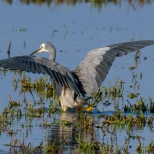 Egretta novaehollandiae at Breamlea, VIC - 2 Dec 2018