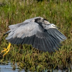 Egretta novaehollandiae at Breamlea, VIC - 2 Dec 2018