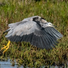 Egretta novaehollandiae at Breamlea, VIC - 2 Dec 2018 07:41 AM