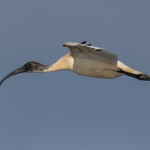 Threskiornis molucca at Breamlea, VIC - 1 Dec 2018 09:08 AM