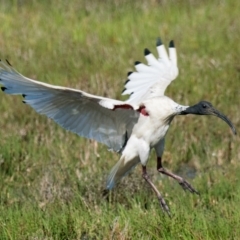 Threskiornis molucca at Breamlea, VIC - 1 Dec 2018 09:08 AM