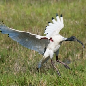 Threskiornis molucca at Breamlea, VIC - 1 Dec 2018 09:08 AM