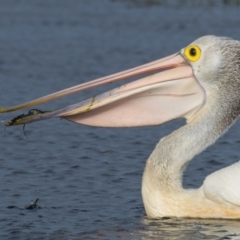 Pelecanus conspicillatus at Breamlea, VIC - 29 Nov 2018