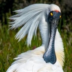 Platalea regia (Royal Spoonbill) at Breamlea, VIC - 30 Nov 2018 by Petesteamer