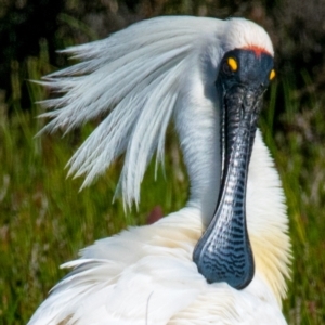 Platalea regia at Breamlea, VIC - 1 Dec 2018