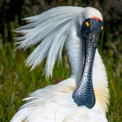 Platalea regia (Royal Spoonbill) at Breamlea, VIC - 30 Nov 2018 by Petesteamer