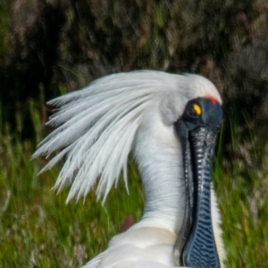 Platalea regia at Breamlea, VIC - 1 Dec 2018