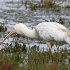 Platalea flavipes (Yellow-billed Spoonbill) at Breamlea, VIC - 27 Nov 2018 by Petesteamer