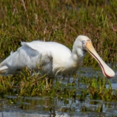 Platalea flavipes at Breamlea, VIC - 28 Nov 2018