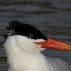 Hydroprogne caspia (Caspian Tern) at Breamlea, VIC - 27 Nov 2018 by Petesteamer