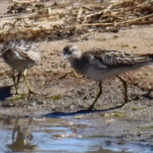 Calidris acuminata at Breamlea, VIC - 1 Dec 2018 10:21 AM