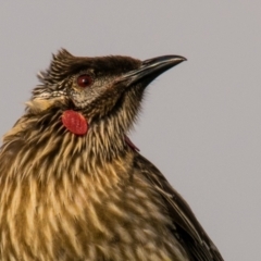 Anthochaera carunculata (Red Wattlebird) at Breamlea, VIC - 27 Nov 2018 by Petesteamer