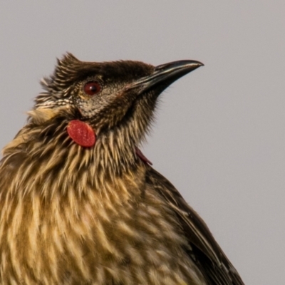 Anthochaera carunculata (Red Wattlebird) at Breamlea, VIC - 27 Nov 2018 by Petesteamer