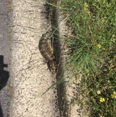 Tiliqua scincoides scincoides (Eastern Blue-tongue) at Emu Creek - 28 Oct 2020 by JohnGiacon