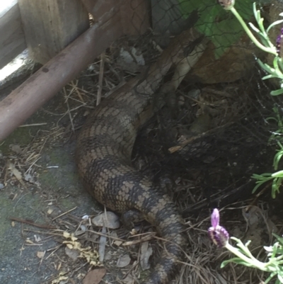 Tiliqua scincoides scincoides (Eastern Blue-tongue) at Flea Bog Flat to Emu Creek Corridor - 19 Nov 2020 by JohnGiacon