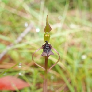 Chiloglottis reflexa at QPRC LGA - 21 Feb 2024