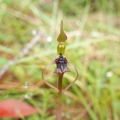Chiloglottis reflexa (Short-clubbed Wasp Orchid) at Harolds Cross, NSW - 21 Feb 2024 by RobG1