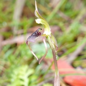 Chiloglottis reflexa at QPRC LGA - 21 Feb 2024