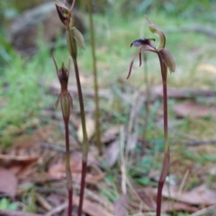 Chiloglottis reflexa at QPRC LGA - suppressed