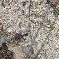 Archimantis sp. (genus) at Namadgi National Park - 24 Mar 2024 by GG