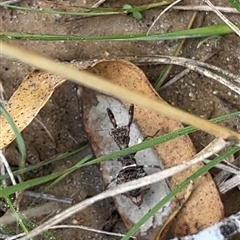 Paraoxypilus tasmaniensis at Tennent, ACT - 30 Dec 2024