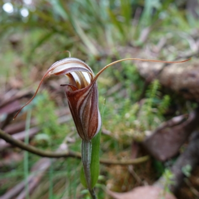 Diplodium coccinum (Scarlet Greenhood) at Tallaganda State Forest - 21 Feb 2024 by RobG1