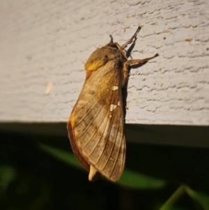 Oxycanus (genus) at QPRC LGA - 5 Apr 2024