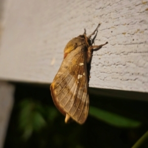 Oxycanus (genus) at QPRC LGA - suppressed