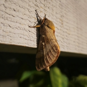 Oxycanus (genus) at QPRC LGA - suppressed