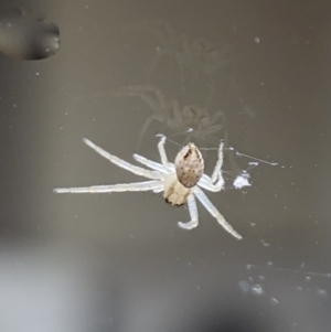 Thomisidae (family) at Nicholls, ACT - 5 Apr 2024