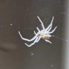 Thomisidae (family) at Nicholls, ACT - 5 Apr 2024