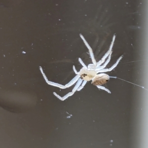 Thomisidae (family) at Nicholls, ACT - 5 Apr 2024