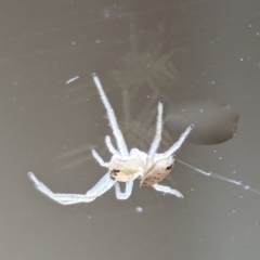 Thomisidae (family) at Nicholls, ACT - 5 Apr 2024