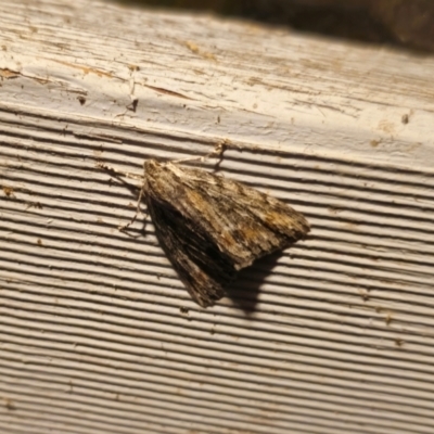 Chlenias nodosus (A geometer moth) at Captains Flat, NSW - 5 Apr 2024 by Csteele4