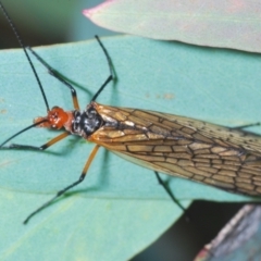 Chorista australis (Autumn scorpion fly) at Symonston, ACT - 3 Apr 2024 by Harrisi