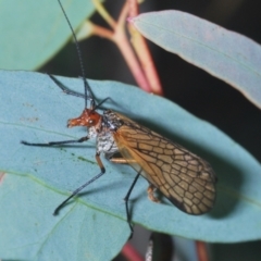 Chorista australis at Mount Mugga Mugga - 3 Apr 2024